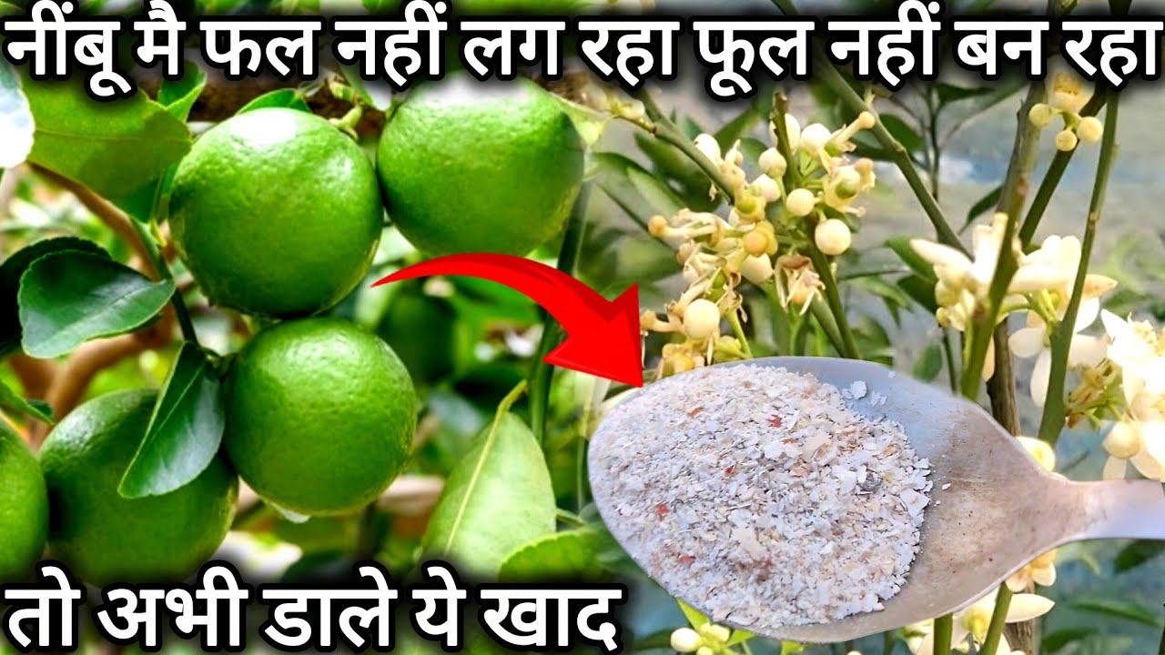 जिस नींबू मै कभी फल फूल नहीं आया वो भी फूल और फल से भर जाएगा। Lemon plant care tips and fertilizers 