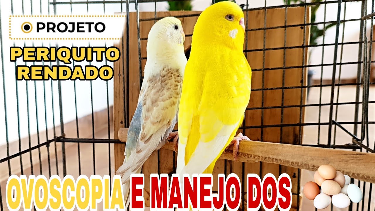 Fazendo o manejo e ovoscopia nos ovos do casal de Periquito projeto rendado🐣