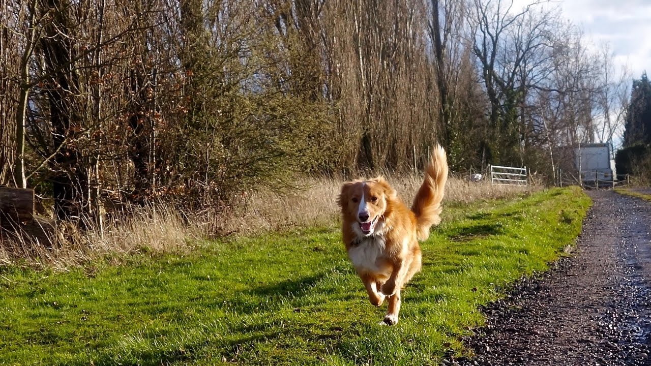 Tc Dog Training's 'Three Point Whistle Recall Training'