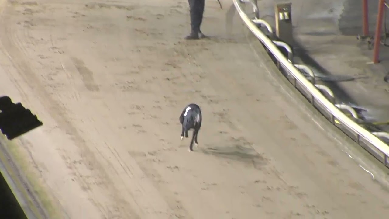 Greyhound 2026- 19.01.2026 Trial 8