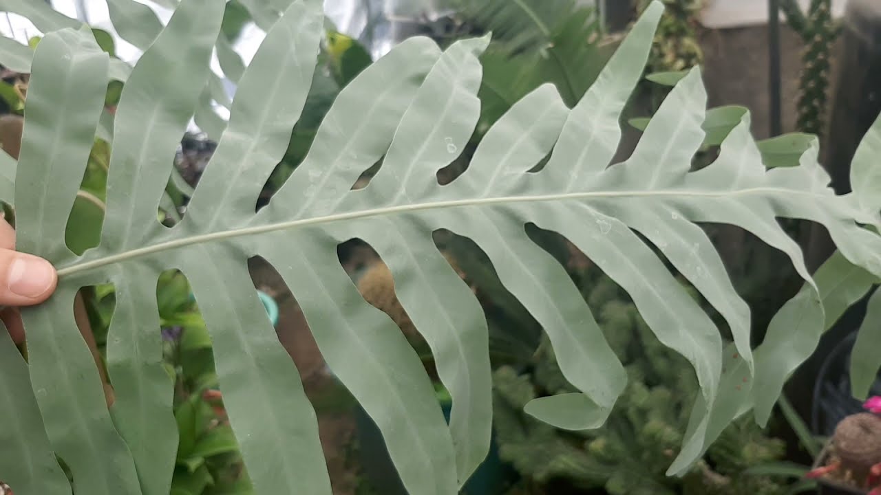 Helecho azul (phlebodium aureum)