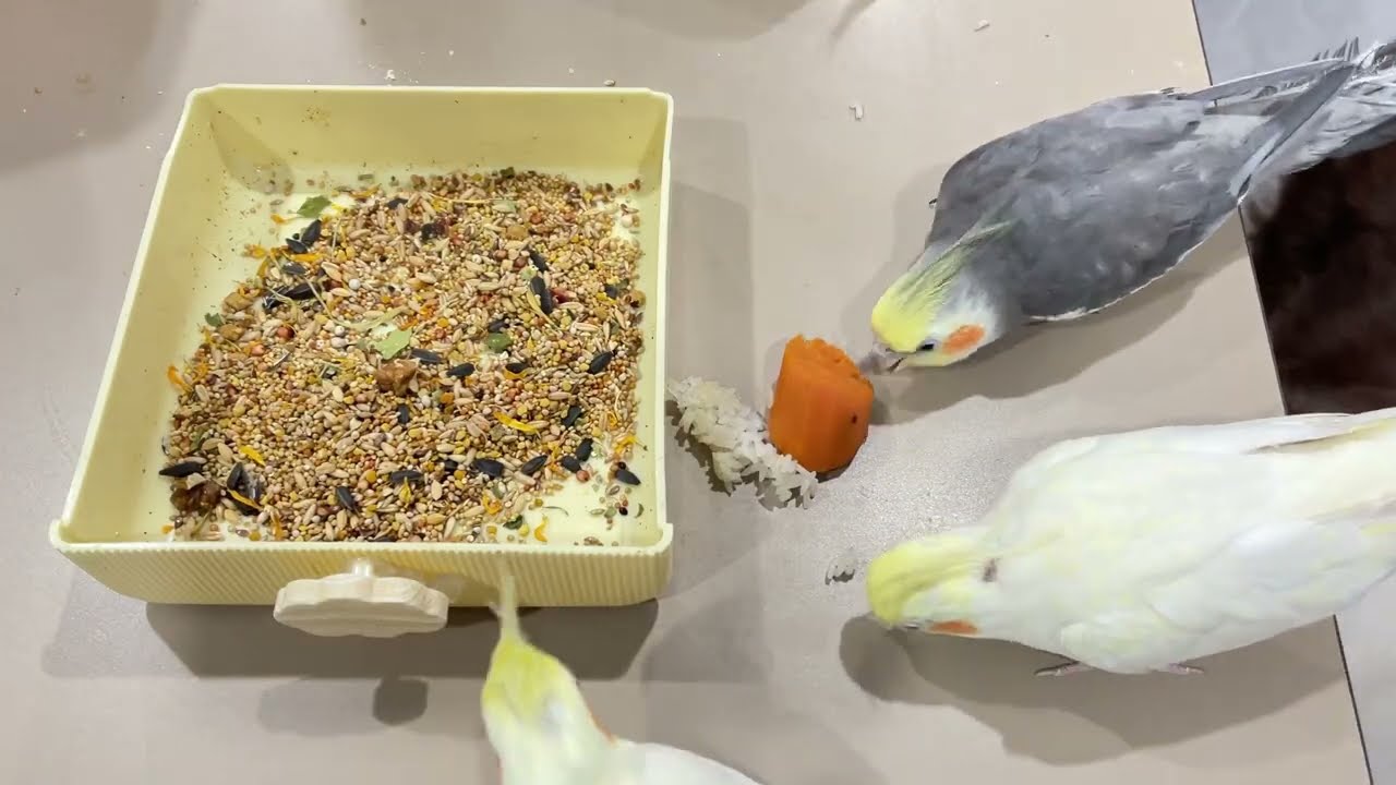 Sweet potatoes and grains—which do you think a cockatiel would choose?