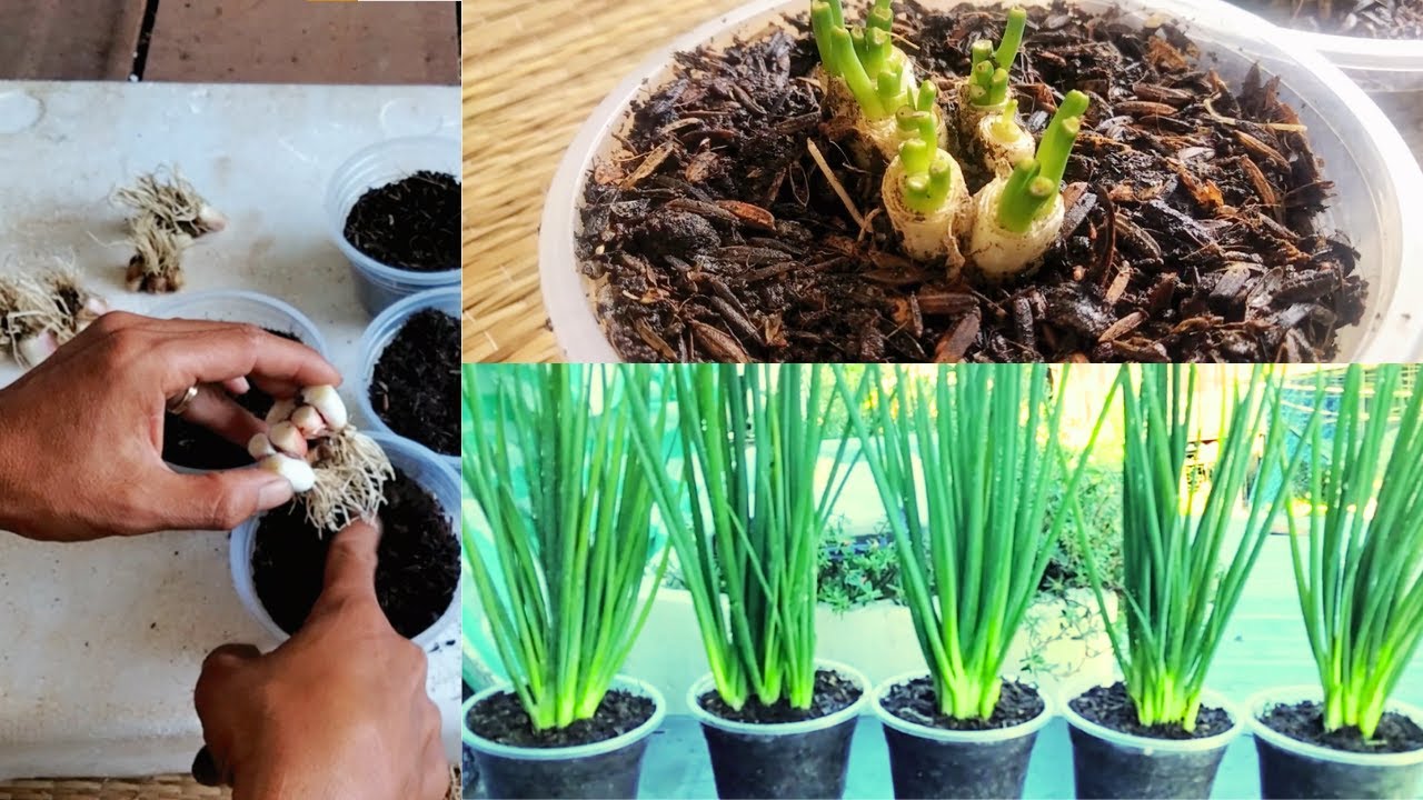 Don't Hurry To Throw Away/Growing Scallions In Plastic Cups From Onion Roots Is Simple #tronghanh