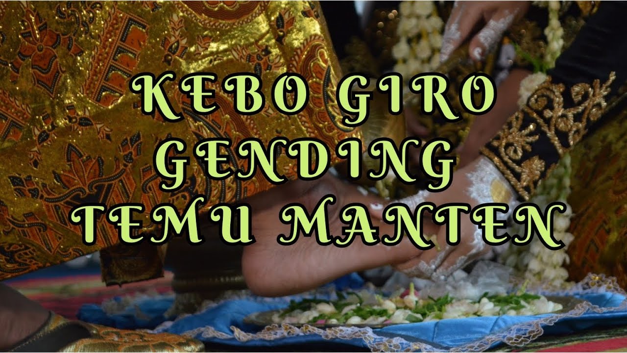KEBO GIRO GENDING TEMU MANTEN