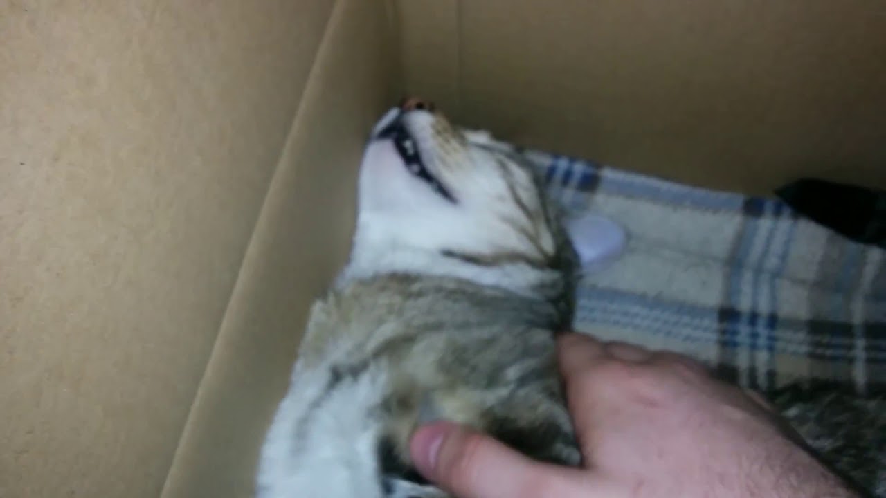 Waking up a cat from a deep sleep