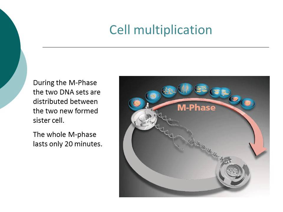 Nucleotides and their role in the body; Dr Peter Koeppel