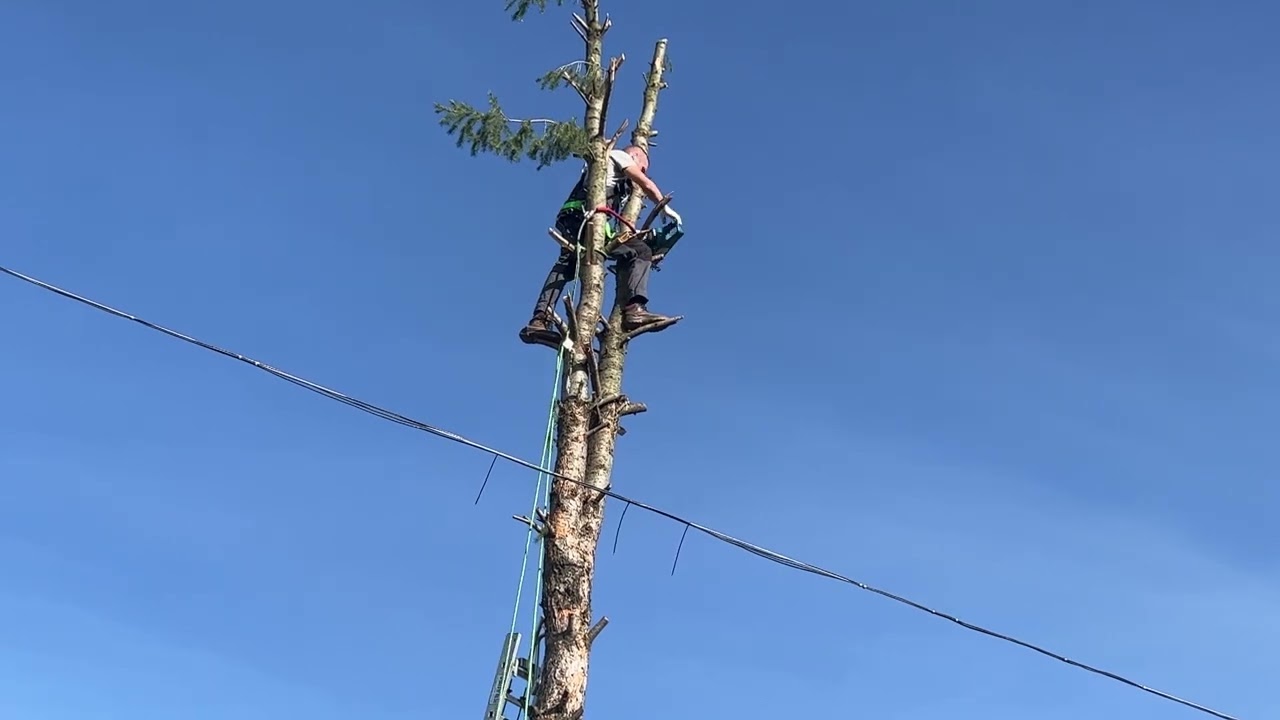 Veszélyes fenyőfa visszavágása 2. rész