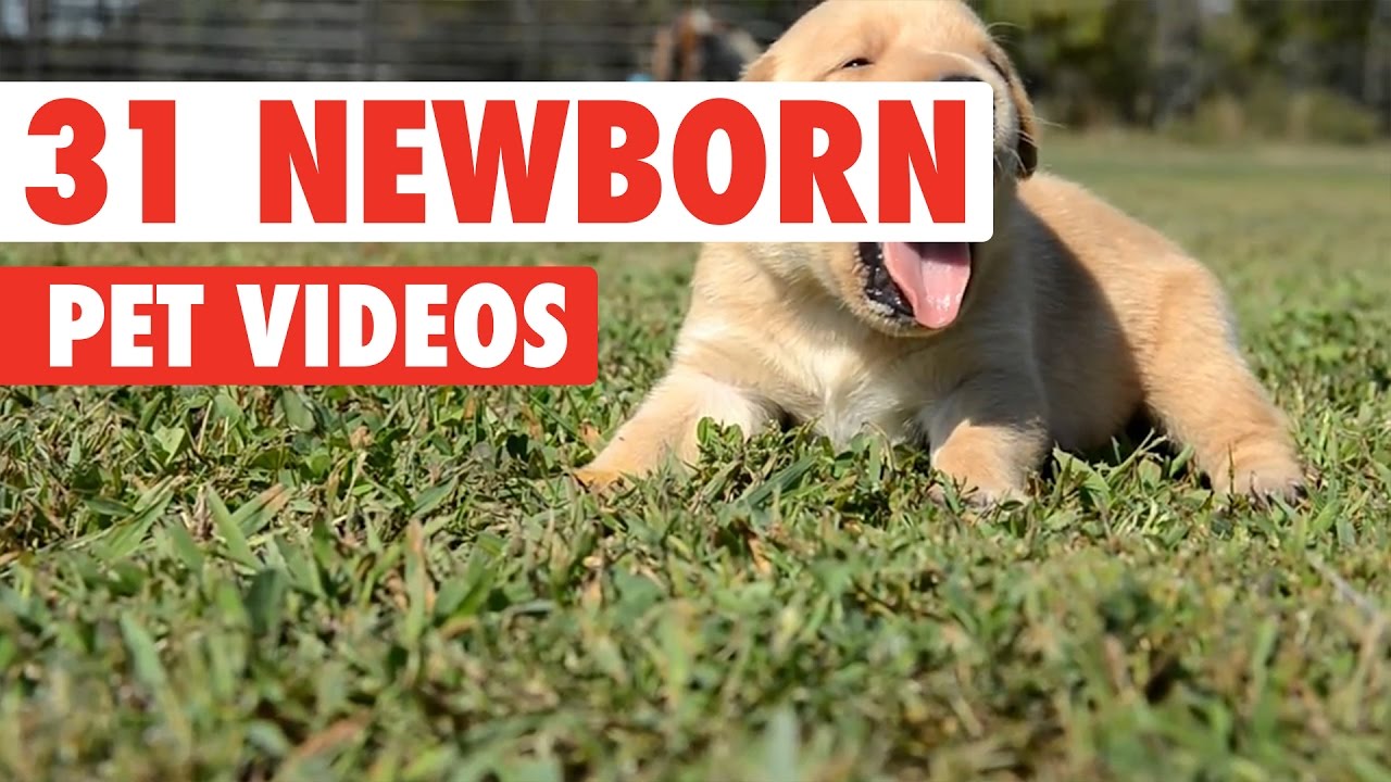 31 Newborn Pets Video Compilation 2016
