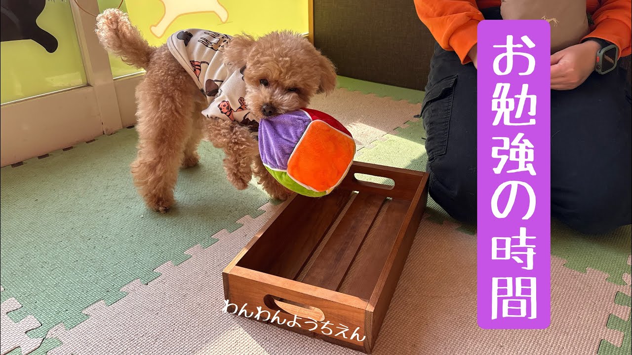 【犬の幼稚園】散らかした後は自分でお片付け！！