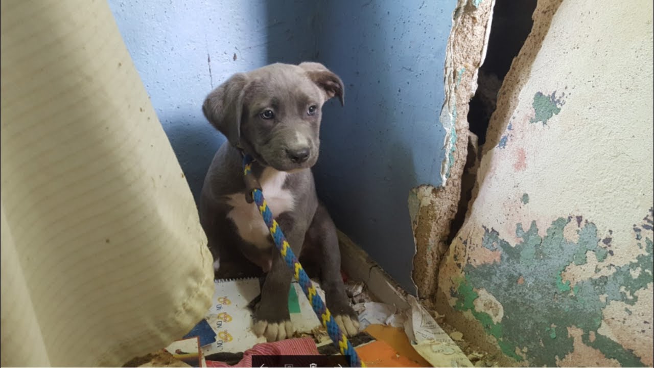 A stressful rescue with a happy ending! - Stray Rescue of St.Louis