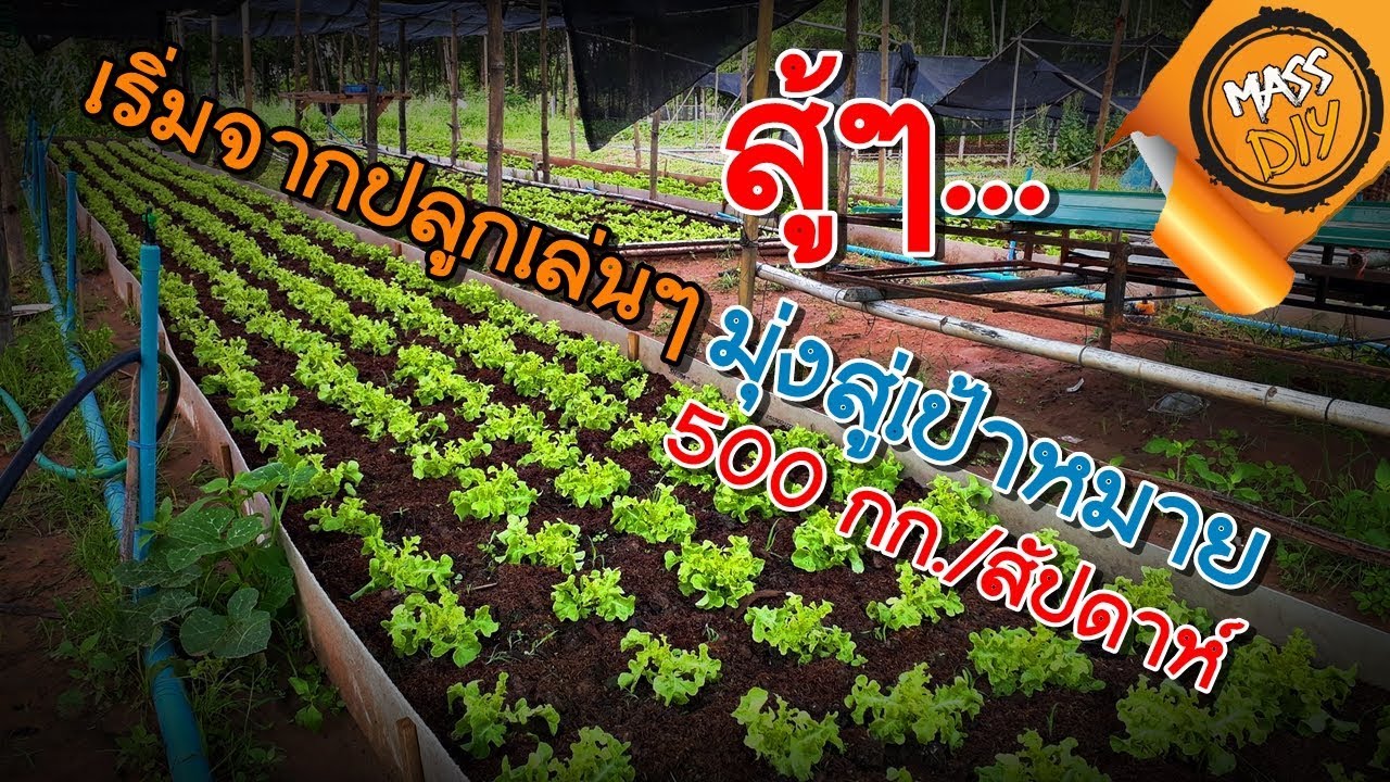 เดินตามฝัน ปลูกผักสลัด เริ่มจากปลูกเล่นๆ สู่เป้า 500 กก./สัปดาห์