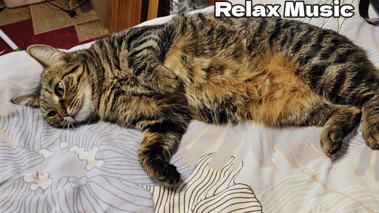 A cat watches the world from the window and falls asleep sweetly – comfort and peace in one video 🐱✨