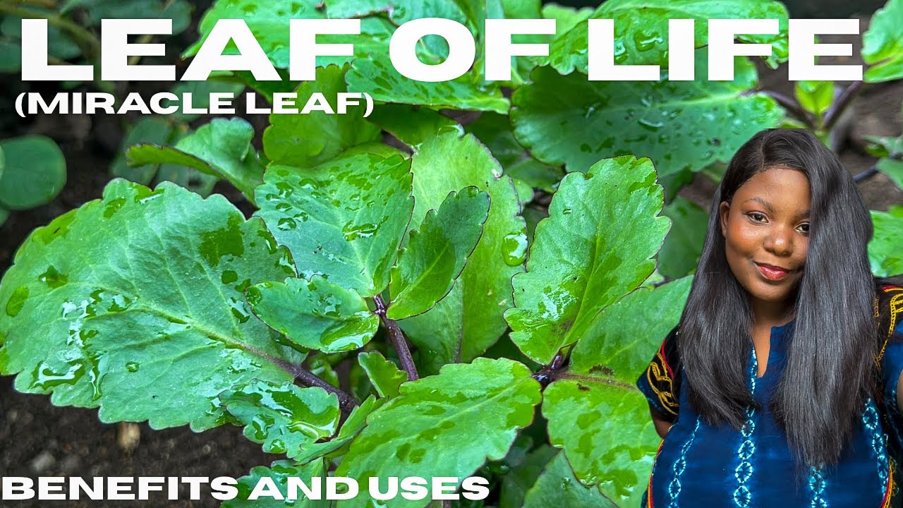 Discover Miracle Leaf | Benefits & Uses of Leaf of Life (Miracle Leaf)