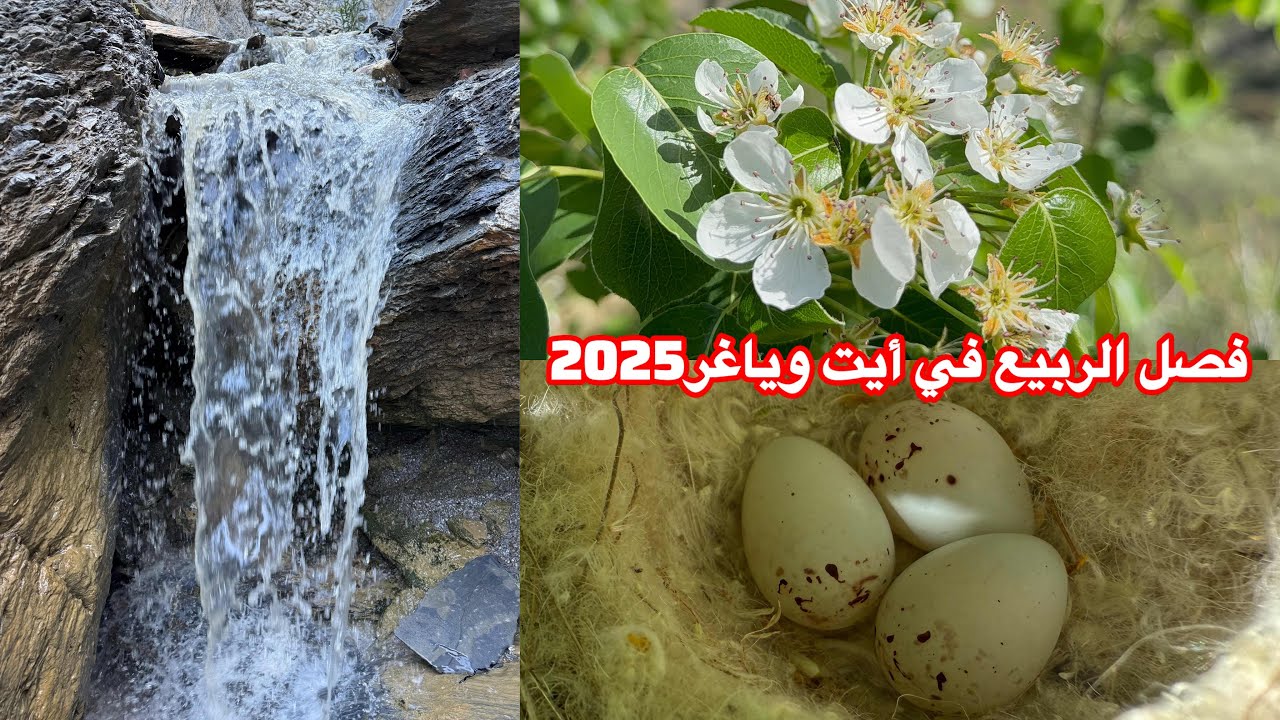 فصل الربيع في جبال أمشاش 2025 مناظر خلابة عيد الفطر مبروك.. نواحي الحسيمة