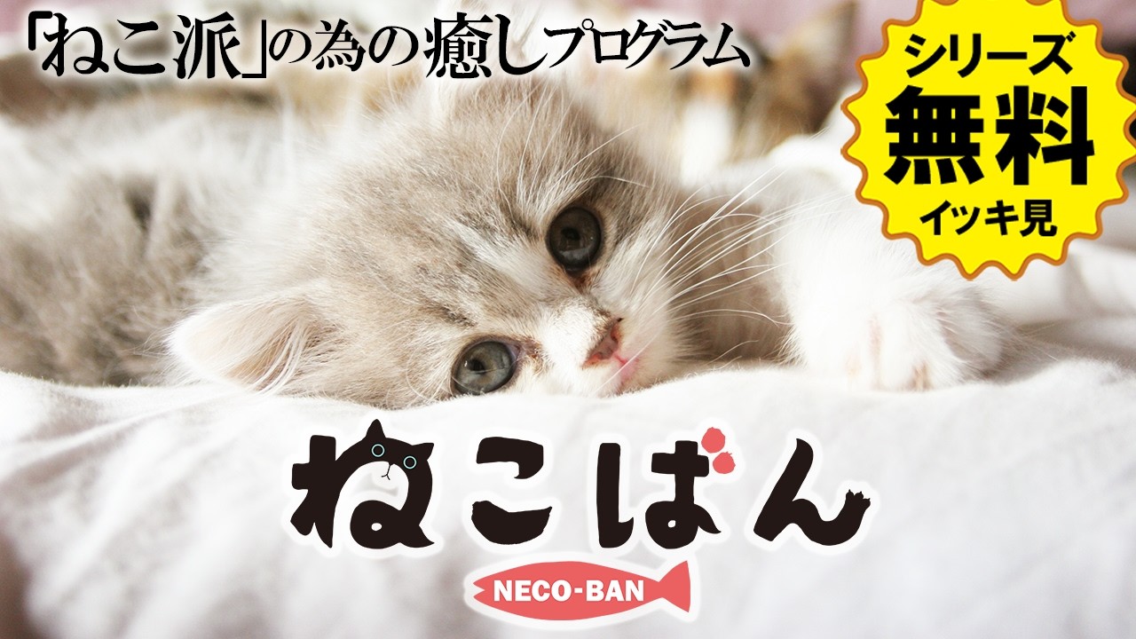 【📺イッキ見 無料配信中】『ねこばん』全話セット！究極の「癒し猫番組！」オーディションを勝ち抜いたエリート猫たちの可愛さMAX！！