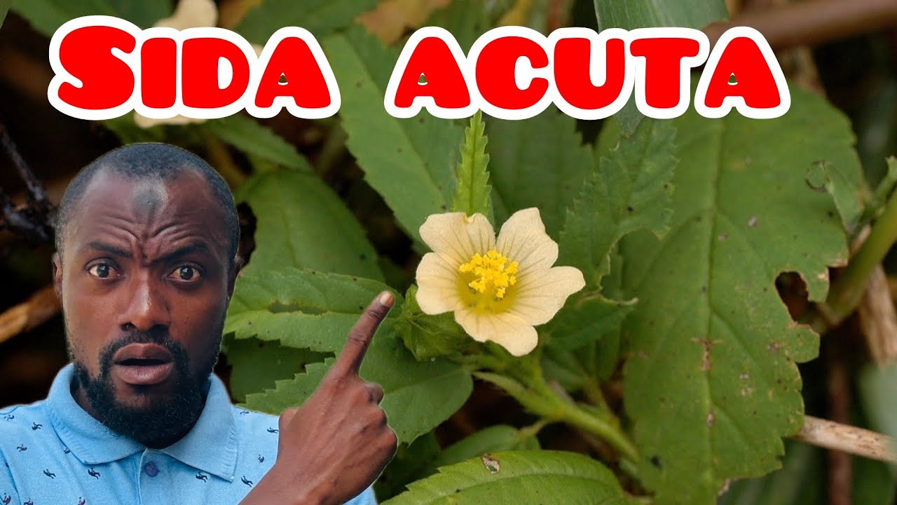 THE OTHER SIDE OF SIDA ACUTA PLANT 🌱 THEY NEVER TOLD YOU BEFORE