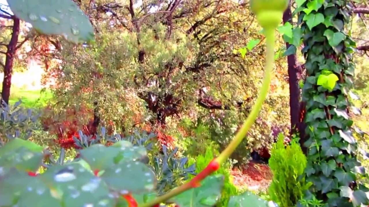 ENTSPANNUNG MIT PANFLÖTE ♬♪  EDWARD SIMONI TRÄUME mp4 HD