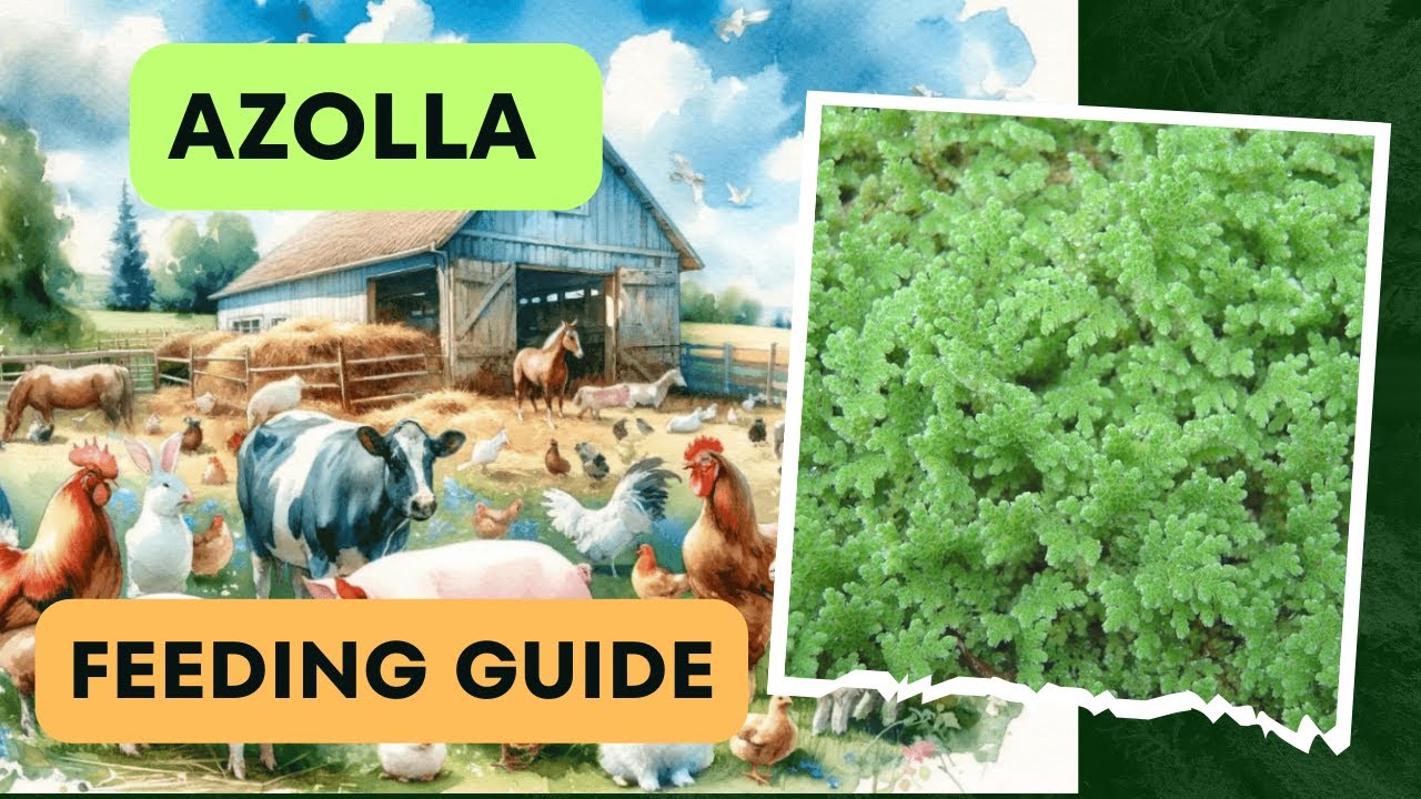 Azolla Benefits for Farm Animals & Feeding Guide