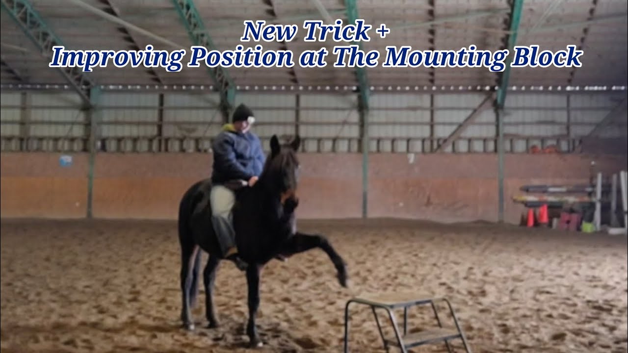 Liberty & Free Shaping in Horse Training {28/01/2026}