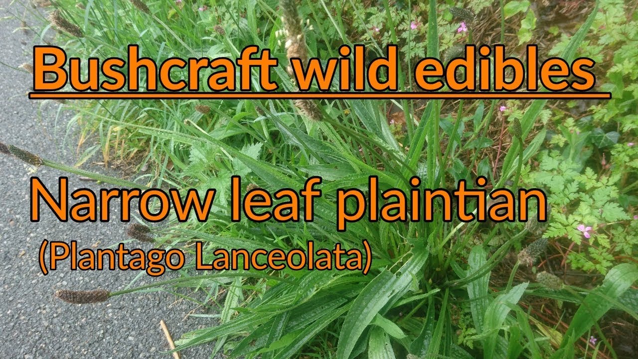 UK Wild edibles: Narrow Leaf Plantain