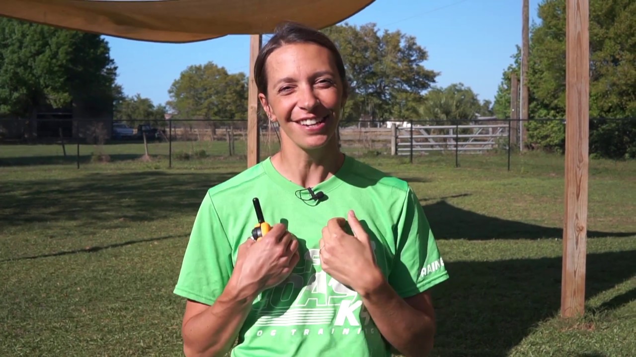 Dealing With Anxious Dogs