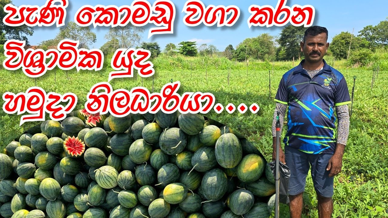 පැණි කොමඩු වගාව පිළිබඳව නිවැරදිව දැනගමු..Let's learn about honeydew melon cultivation correctly.