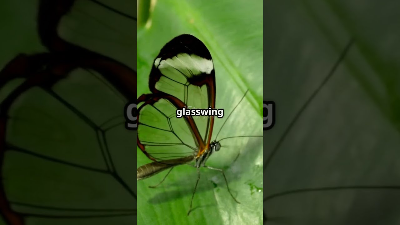 Nature Is Basically a Sci-Fi Movie shorts