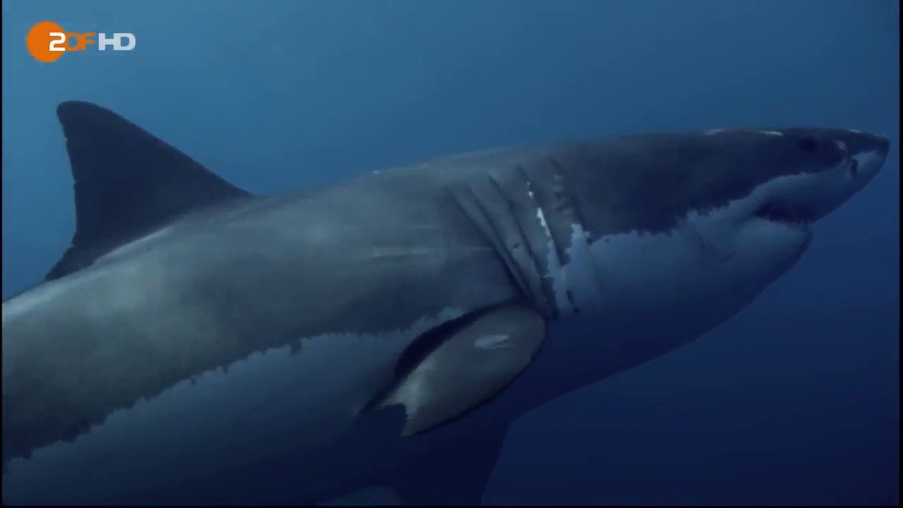 ᴴᴰ Terra X  Universum der Ozeane  ZDF Doku