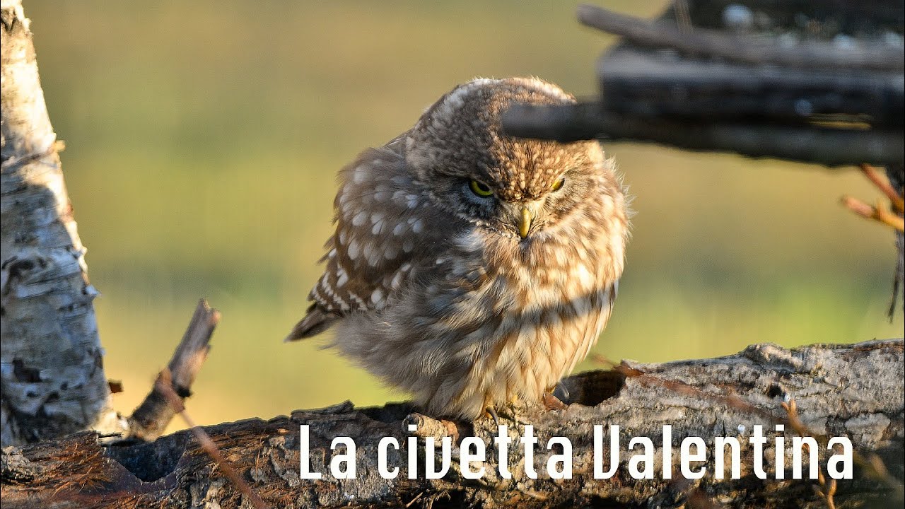 La civetta Valentina