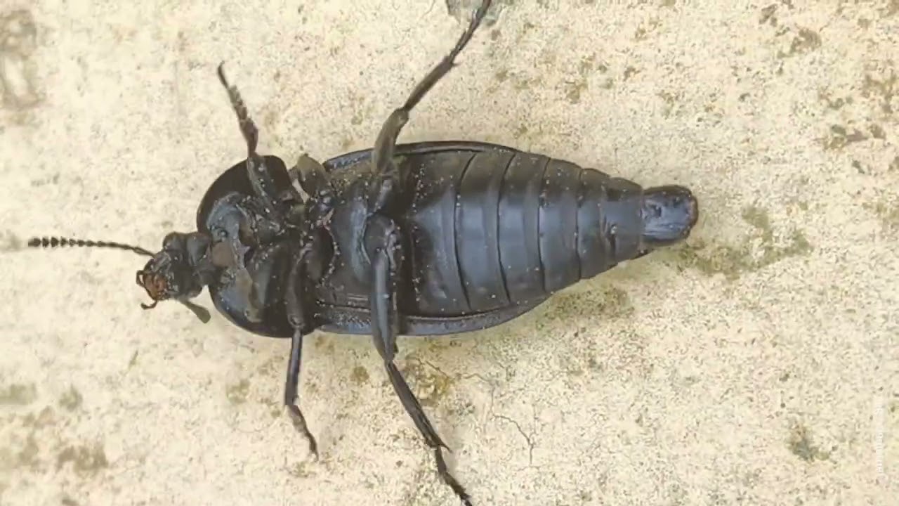 02 -Genus [Silpha] sp., Probably (Silpha puncticollis),कैरियन बीटल,葬甲科,Họ Bọ cánh cứng ăn xác,درقيات