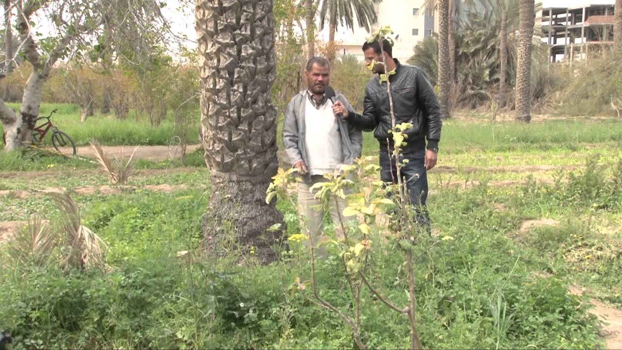 بلاد الخير- الحلقة الأولى - جني التمور