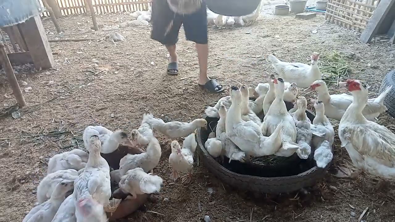 อาหารเช้าเป็ดบาบารี่ลดต้นทุน99.99%