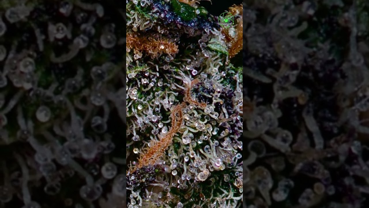 🌱 Z33 🍬 🧬 (Zkittlez Cake X Gelato #33) cannabis macro @420budographer