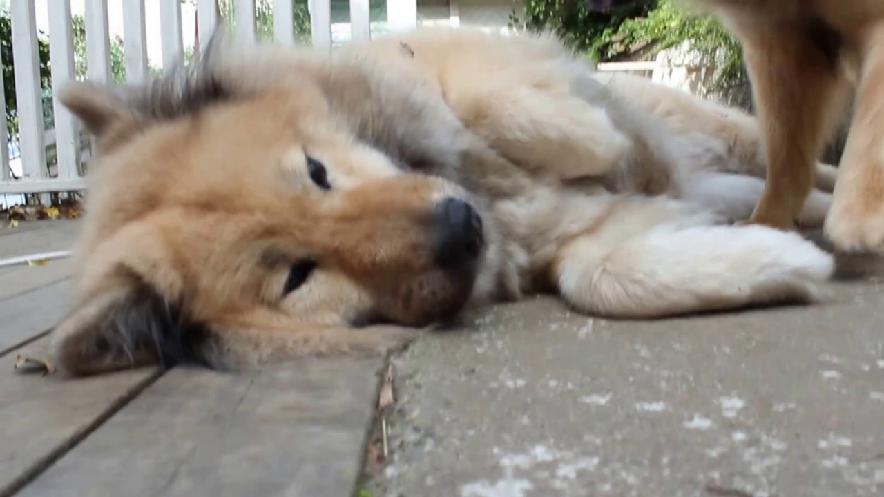 Carve Canem Eurasier Morning play =)