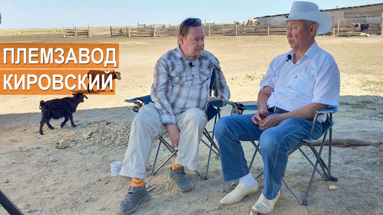 Племенной завод Кировский. Республика Калмыкия, рассказ о хозяйстве.