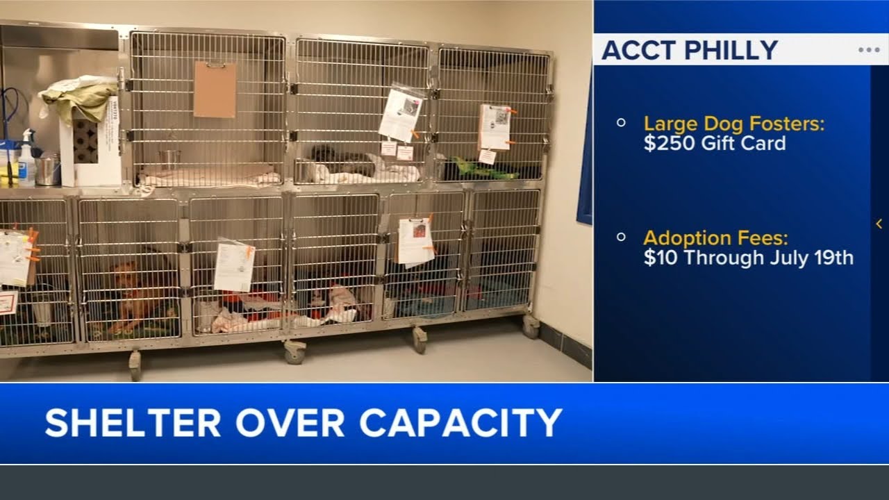 ACCT Philly over capacity; offering $10 adoptions and gift cards to fosters