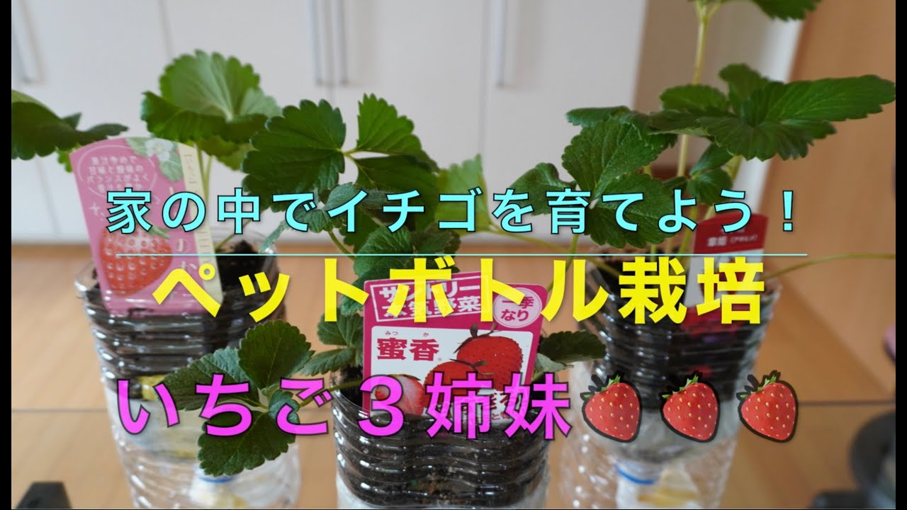 家の中でいちごを育てよう！ペットボトル栽培いちご🍓３姉妹　ペットボトルを簡単に工作した容器にいちごの苗を植え、家の中でいちごのなる様子を観察し最後は美味しくいただいちゃいましょう！🤤