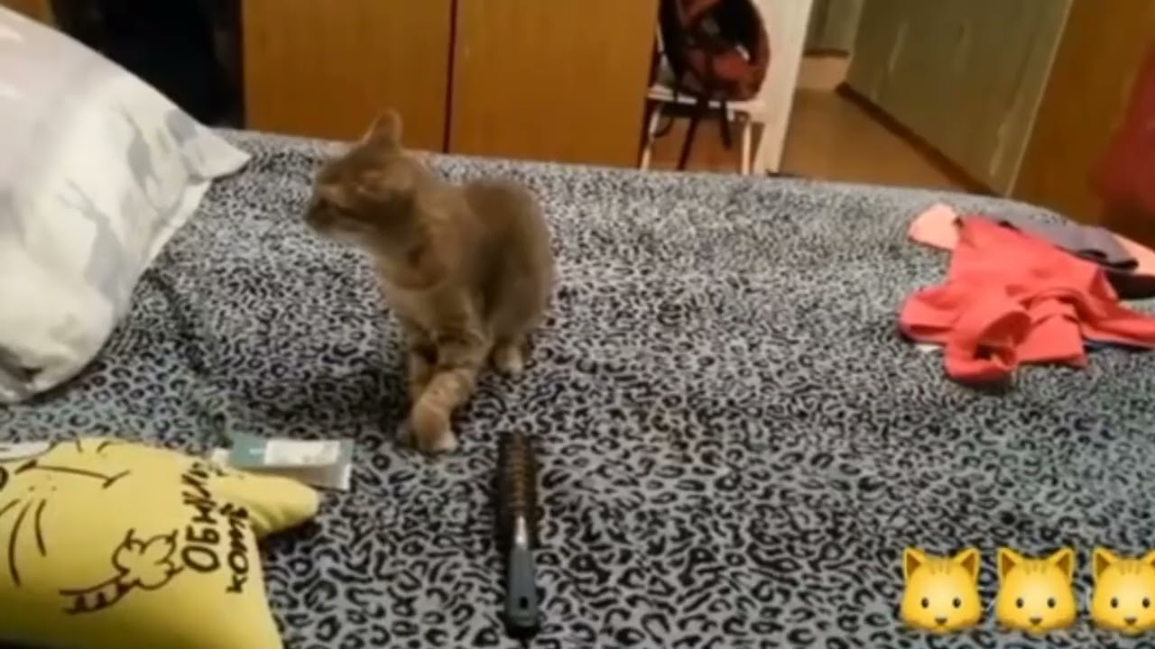 #shorts Gatos Dublados Memes  #Animais Dublados Memes #Animais #10kviews  #Shorts #Animais