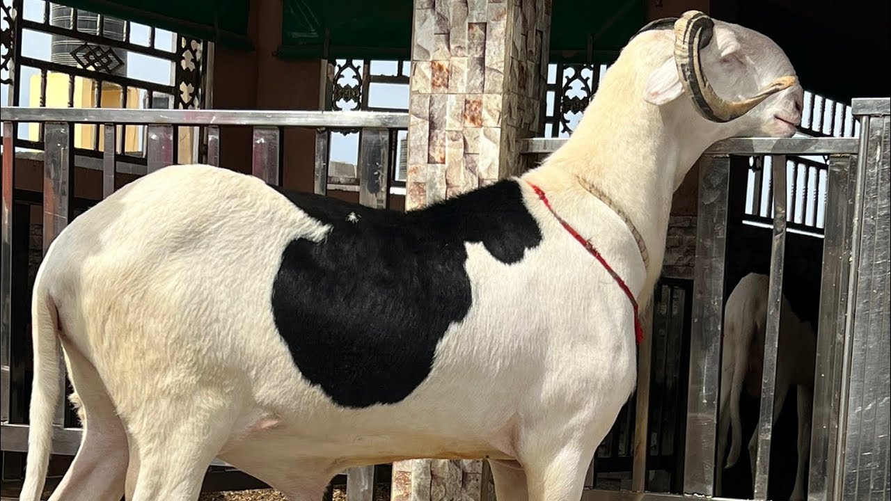 SEN ÉMISSION FIMA JAAR INVITÉ TAPHA DIALLO BERGMAME FALLOU 77 161 08 08