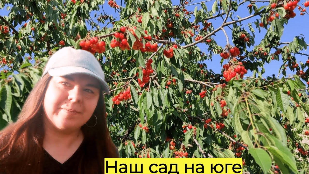 🍇ЧТО РАСТЕТ В НАШЕМ САДУ НА ЮГЕ ☀️Переезд на юг в Краснодарский край