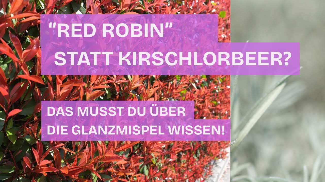 Red Robin statt Kirschlorbeer? Das musst du über die Glanzmispel wissen!