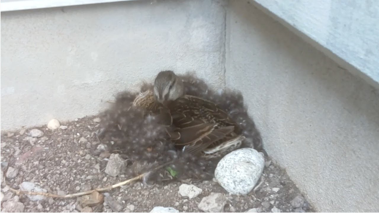 Wild Mallard Duck - Nest Cam in South Jordan, Utah