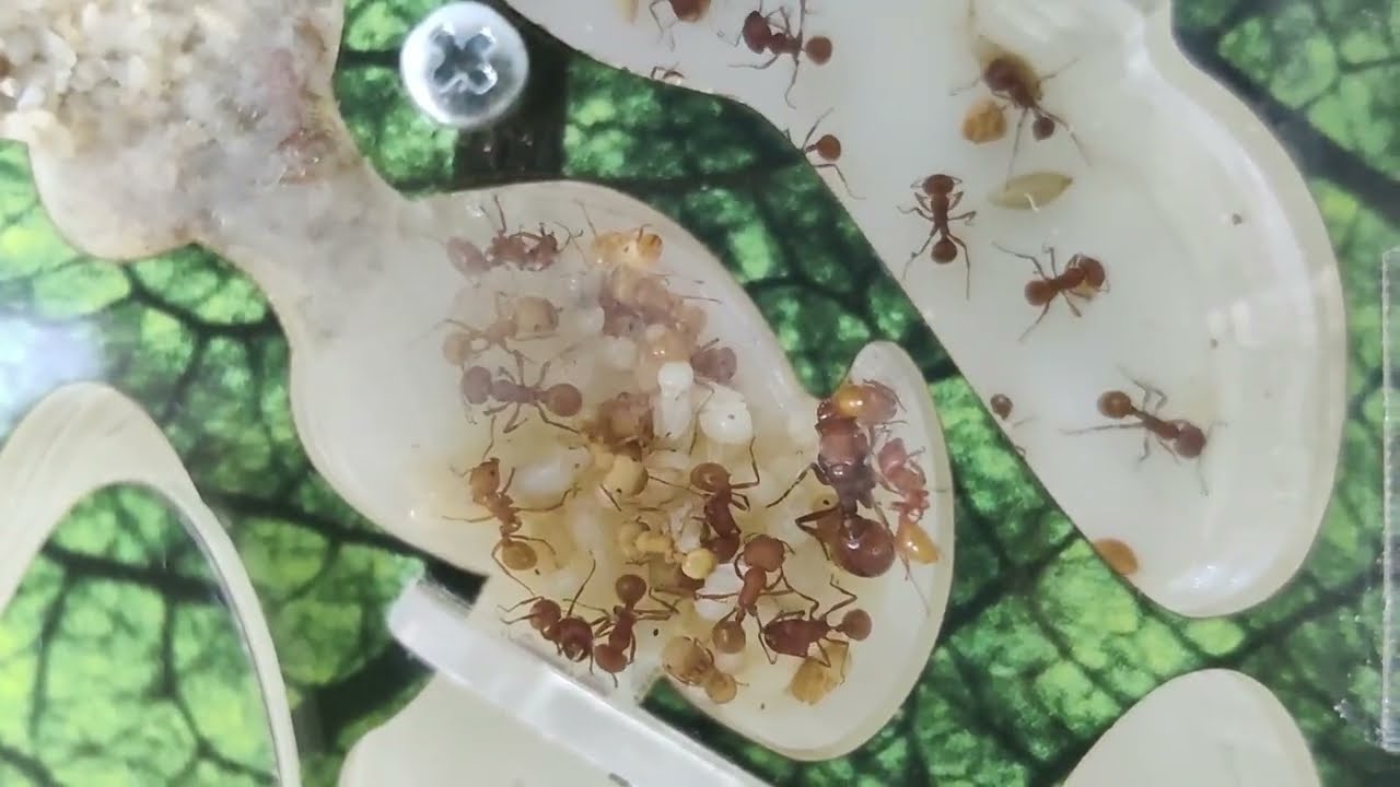 September 2023. Mexico. Pogonomyrmex barbatus vs cucaracha (Nauphoeta cinerea).