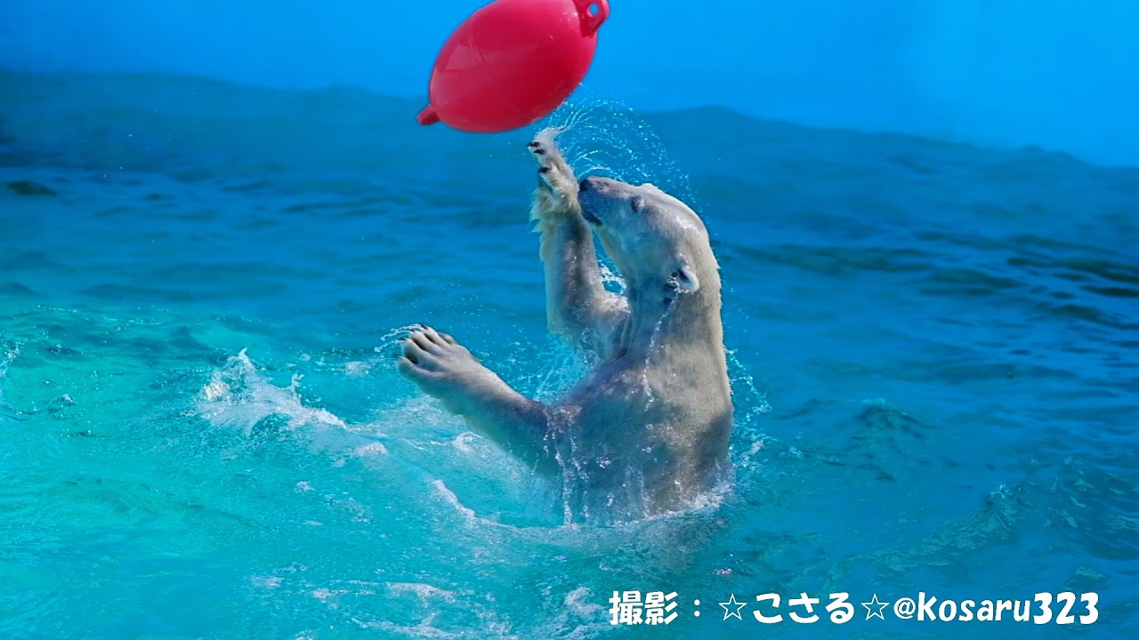 2026.3.13 釧路市動物園 ホッキョクグマ マルル 午前中の大ハッスルな様子