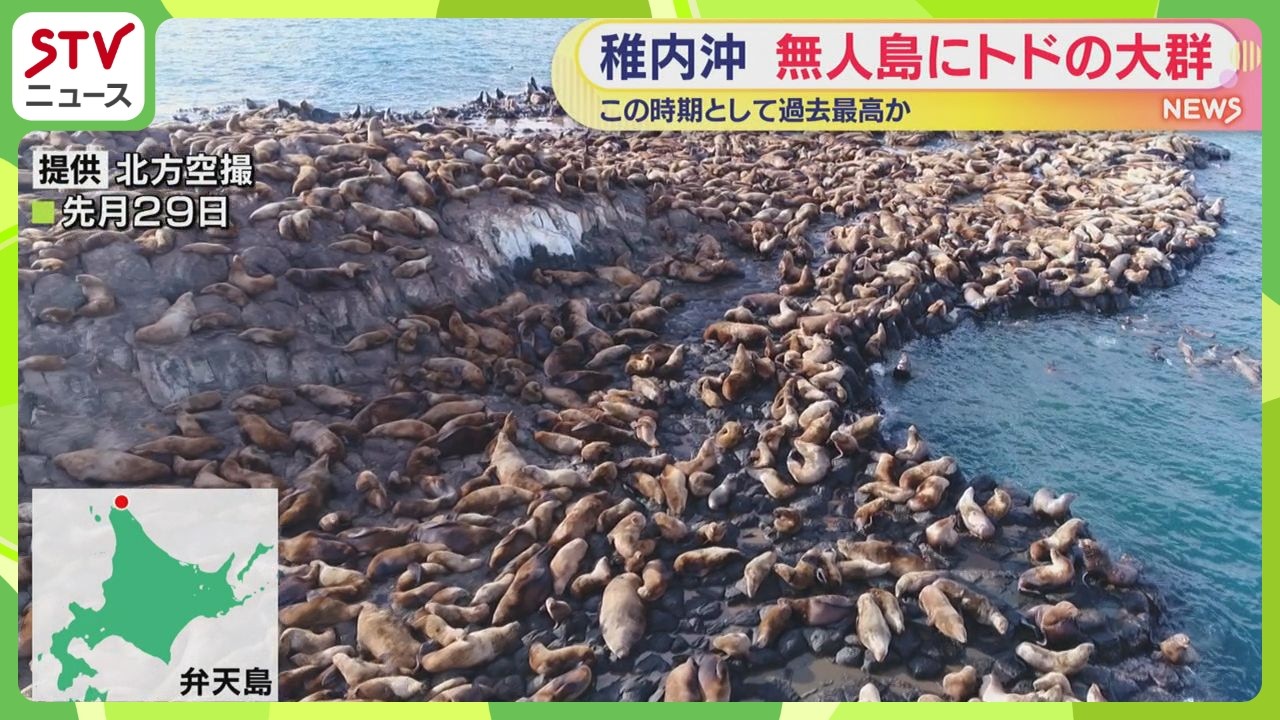 ドローンから撮影！ 3000頭以上のトド　この時期としては過去最多か？無人島埋め尽くす　稚内市宗谷岬沖“弁天島”