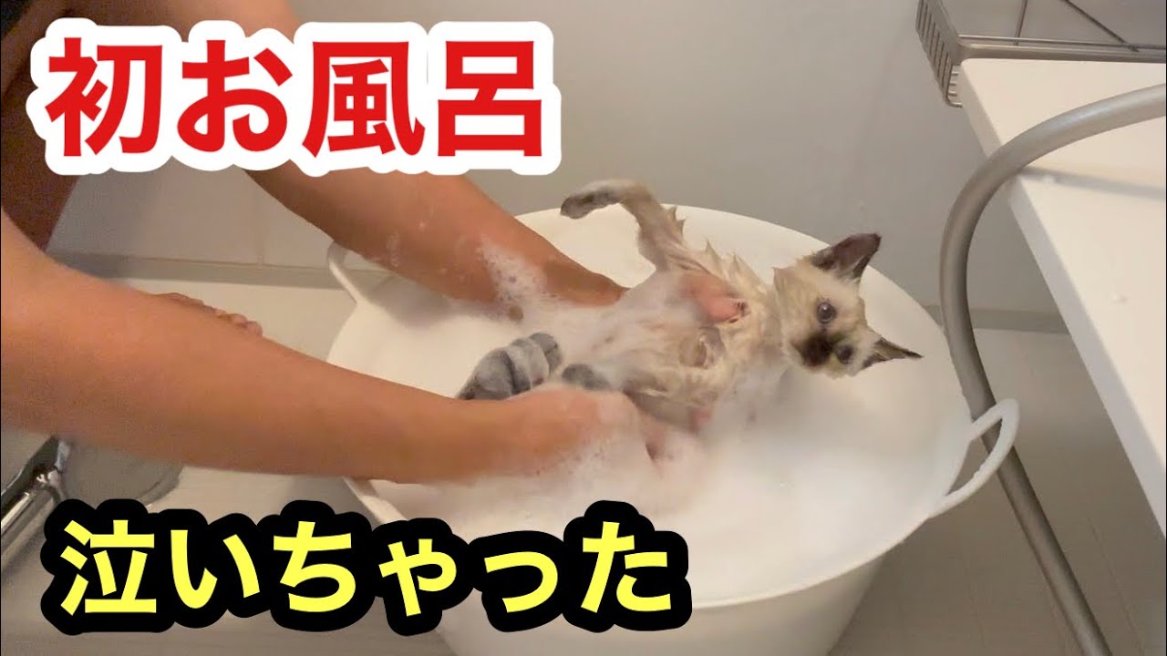 生まれて初めてのお風呂シャンプーで泣いてしまう保護子猫だが、後半思いがけない事が起こりました