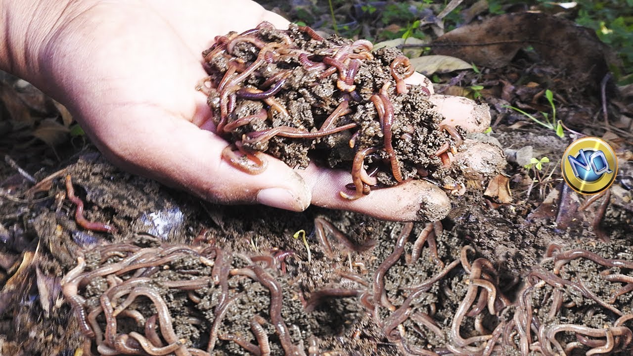 Cómo criar lombrices de Pesca Una carnada Efectiva para tus dias de Pesca