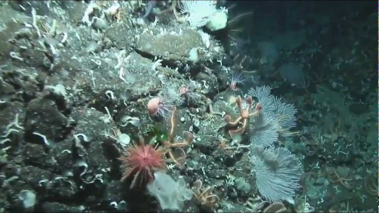 Journey Across an Underwater Landscape