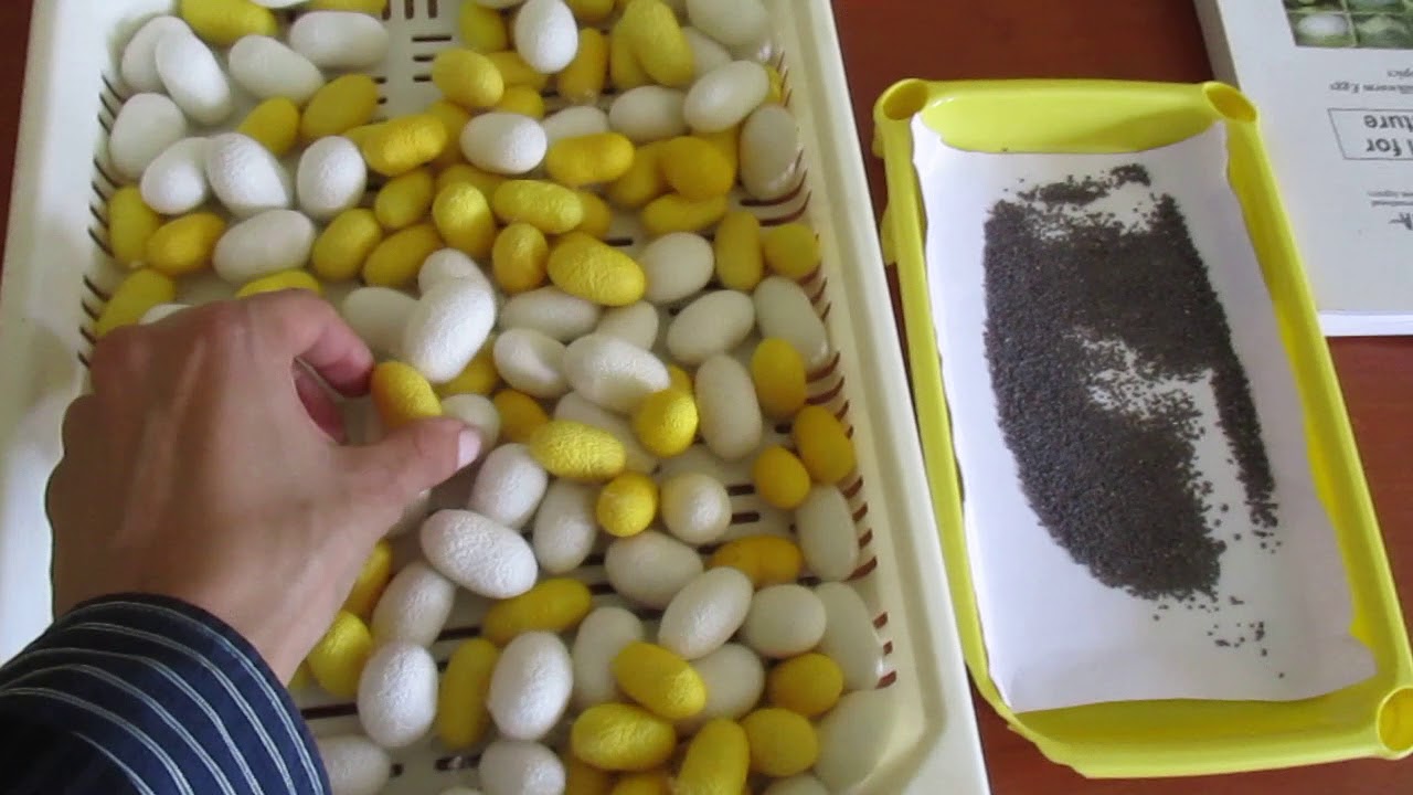 Silk Production! - A PROFITABLE African Business Opportunity