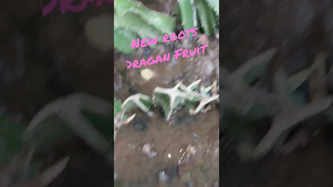 #newroots #darganfruit #RAJASTHAN